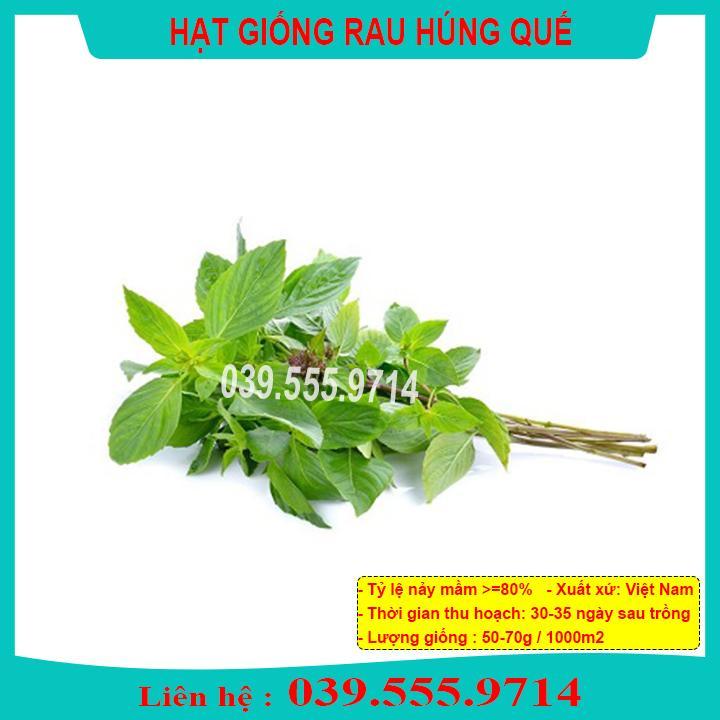 HẠT GIỐNG RAU HÚNG QUẾ  NẢY MẦM TỐT