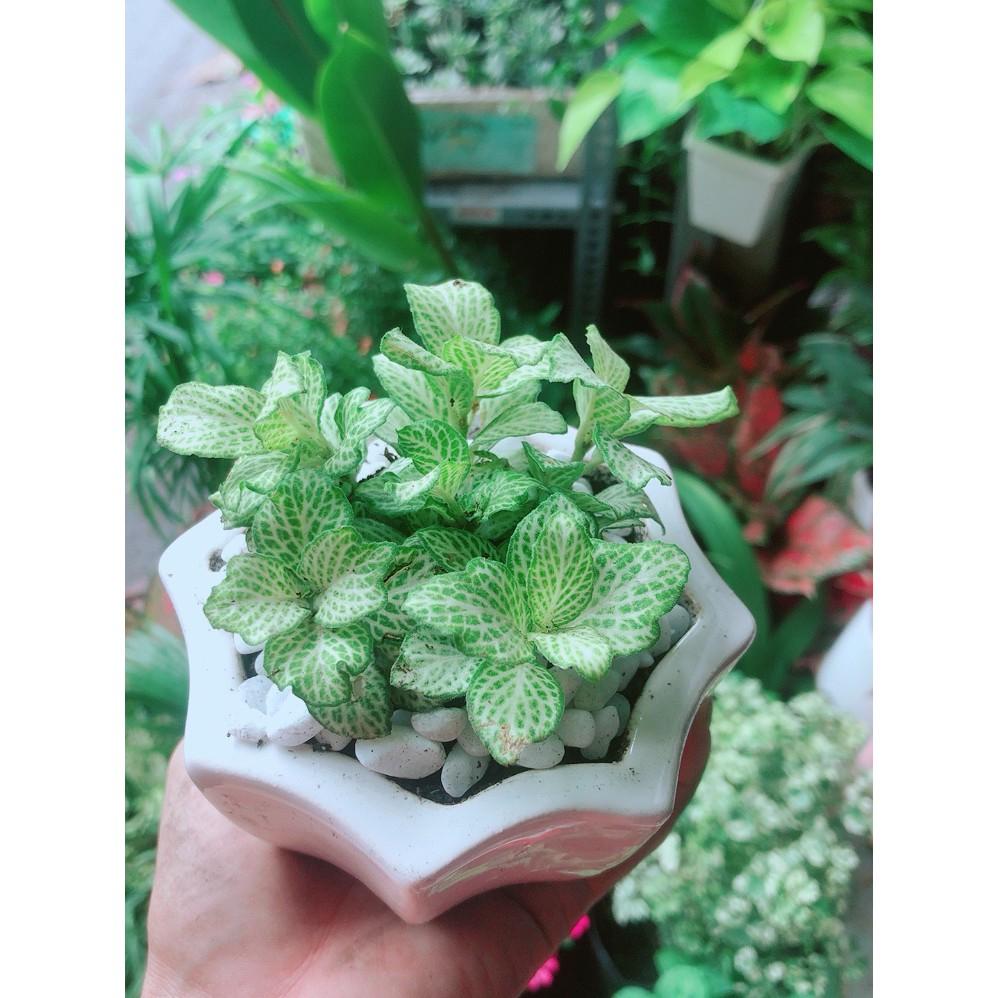 Chậu Cây Cẩm Nhung Xanh