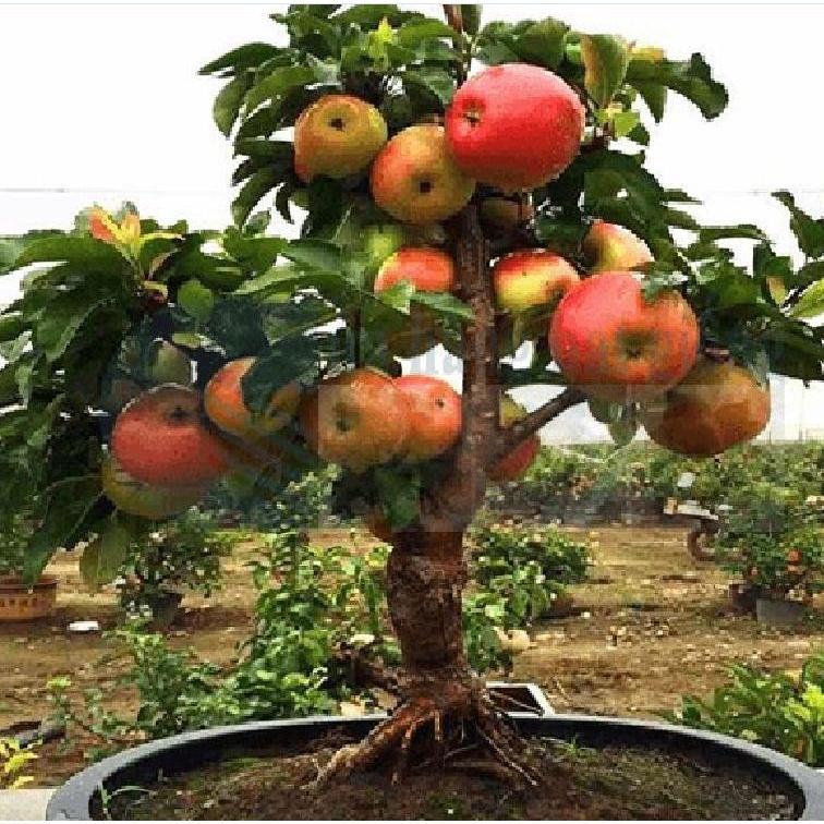 Combo 3 gói hạt giống cây ăn trái táo lùn,táo bonsai -gói 10 hạt-tặng kèm gói kích mầm
