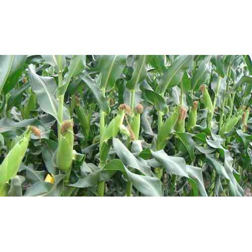 Hạt giống Ngô Ngọt F1 giống Thái Lan - 20 gram