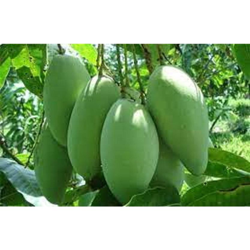 CÂY GIỐNG XOÀI ĐÀI LOAN SIÊU QUẢ- CAM KÊT GIỐNG CHUẨN F1