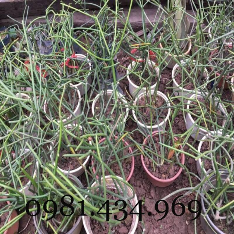 Comno 2 Cây Giao Giống Chuẩn Tốt Cao 30Cm