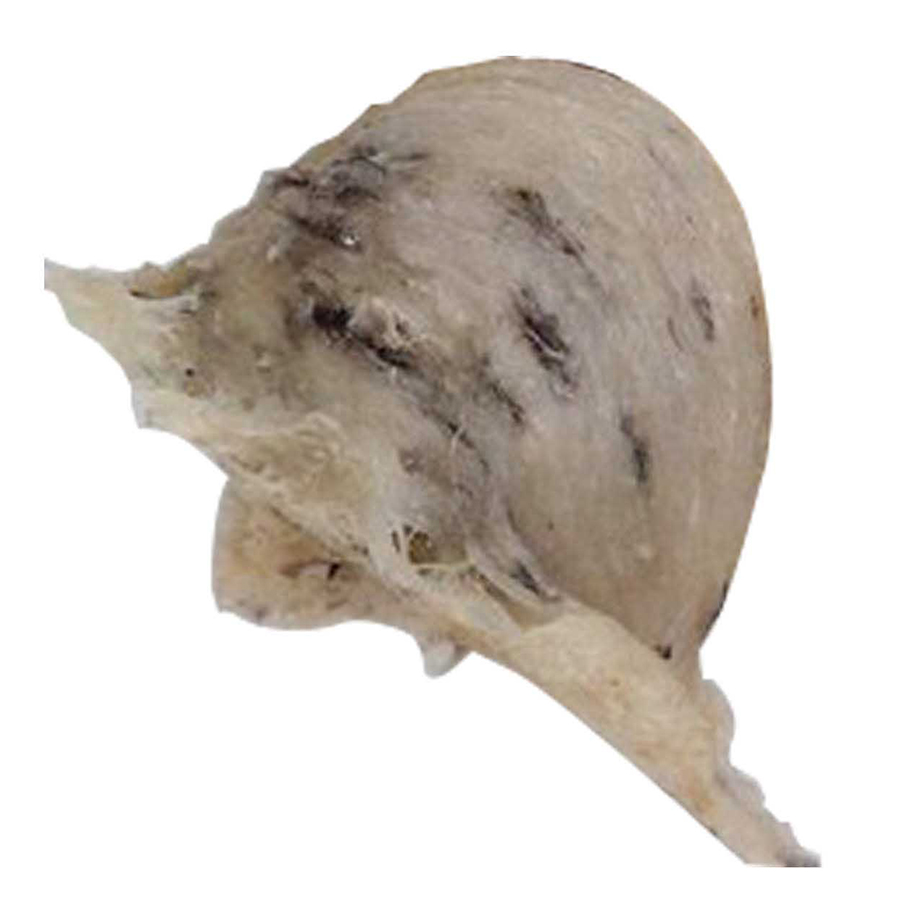 Tổ Yến Sào Thô Còn Lông 50g