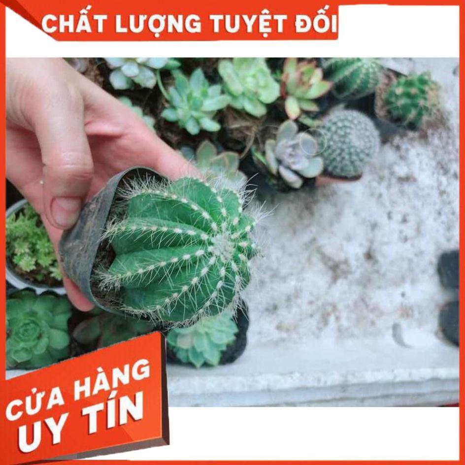 Xương rồng khế Nhiều Người Mua