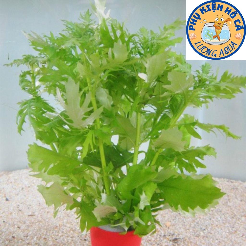 Cây thủy sinh thủy cúc,cắt cắm,cây thủy sinh không co2,phụ kiện trang trí hồ cá cảnh,thủy sinh, hòn non bộ phần 5 ngọn