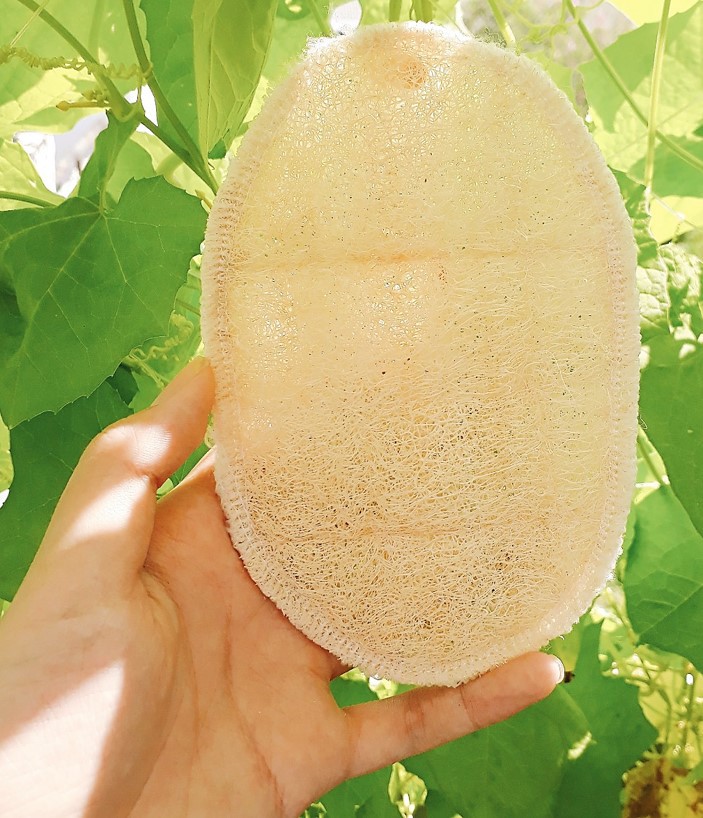 Bông tắm xơ mướp oval ECOLIFE KOREA tặng xà phòng tắm Noni - Oval Natural Loofah Bath Sponge