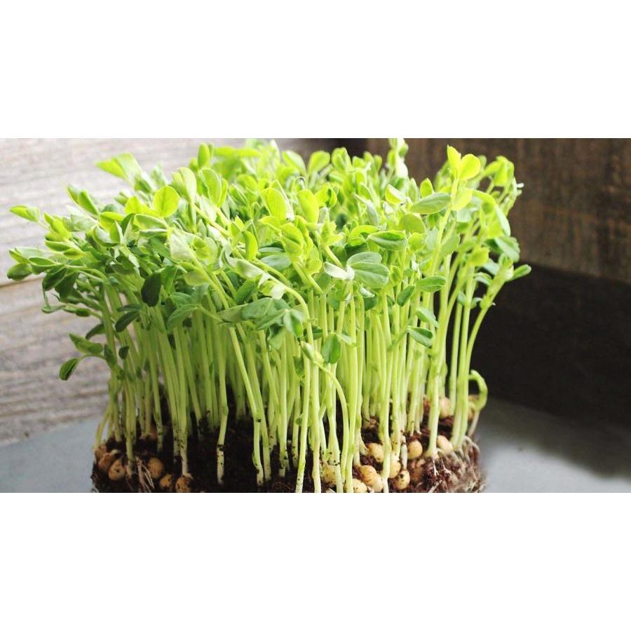 Hạt Giống Rau Mầm Đậu Hà Lan-50 gram