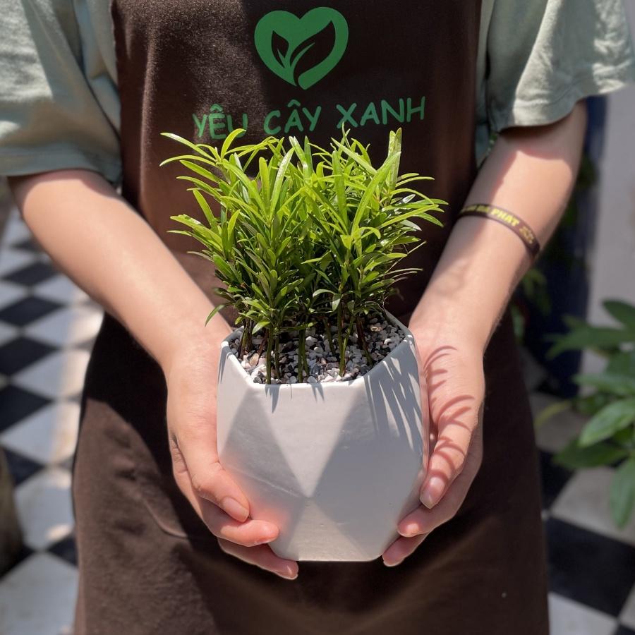 Cây Tùng La Hán để bàn - Vạn Niên Tùng