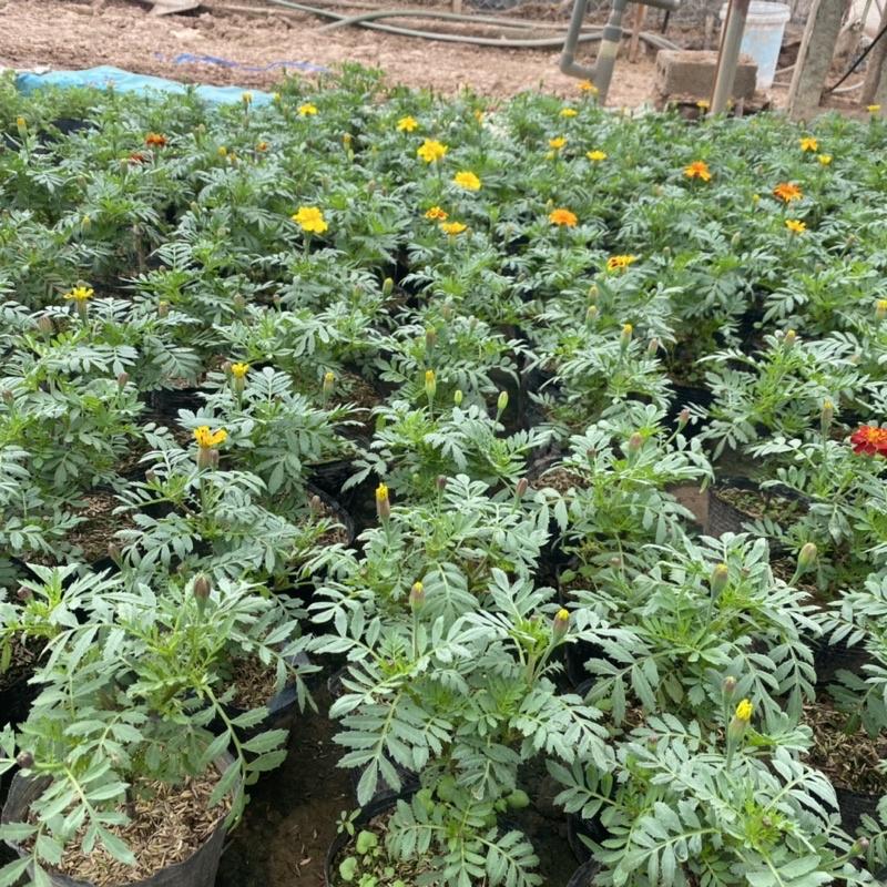 Cây hoa cúc pháp trồng trong bịch đen đã có nụ và đang ra hoa cao 15-20cm