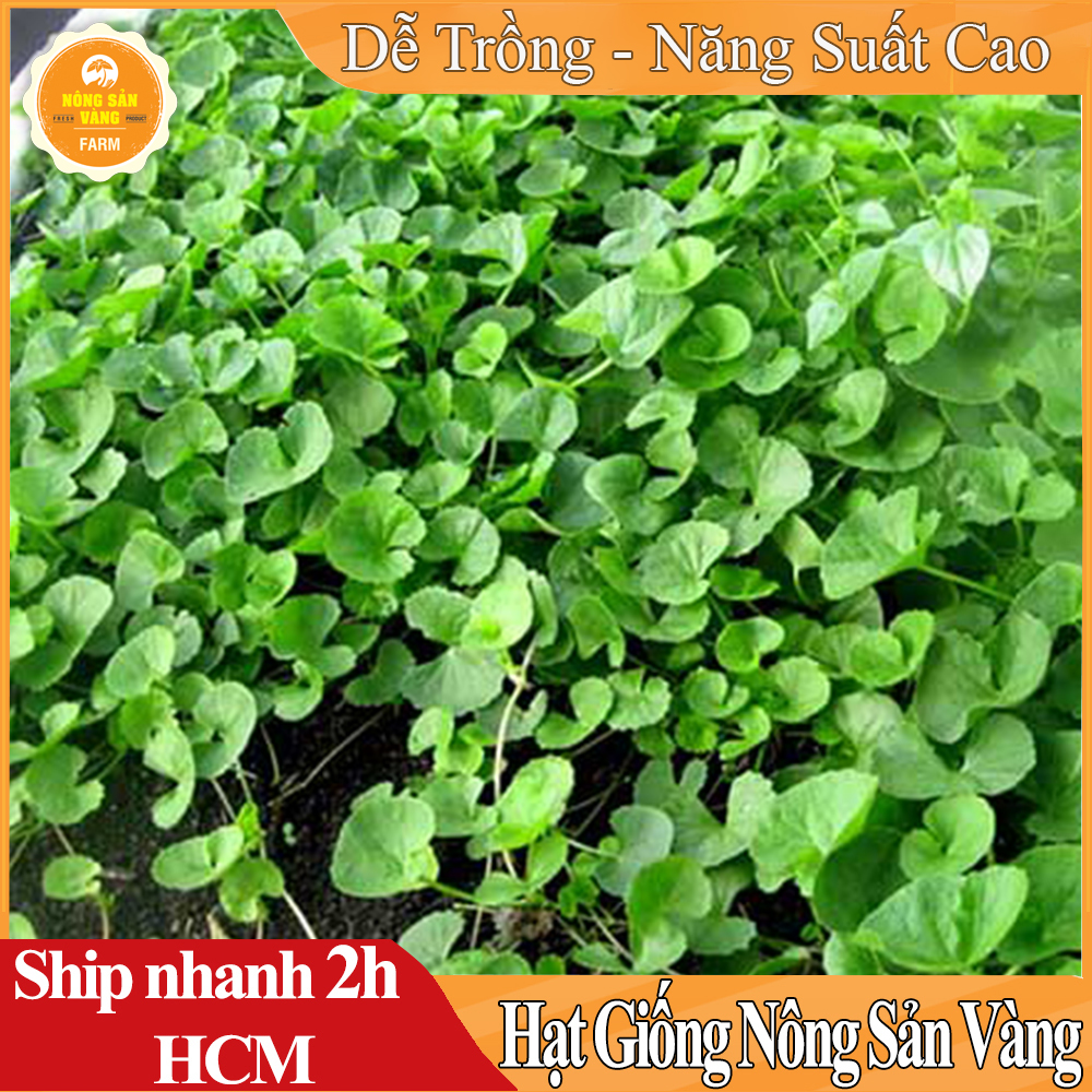 Hạt Giống Rau Má Tốt Cho Sức Khỏe, Phát Triển Nhanh, Lây Lan Mạnh, Chịu Úng Tốt Gói 1Gram - Nông Sản Vàng