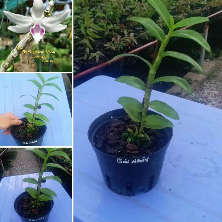 CHẬU HOA LAN PHI ĐIỆP 5CT GÁI NHẢY THÂN THỦ QUA ĐẸP cây cực đẹp