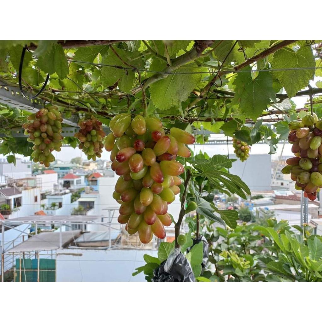 Cây Giống Nho Giống Ngón Tay.