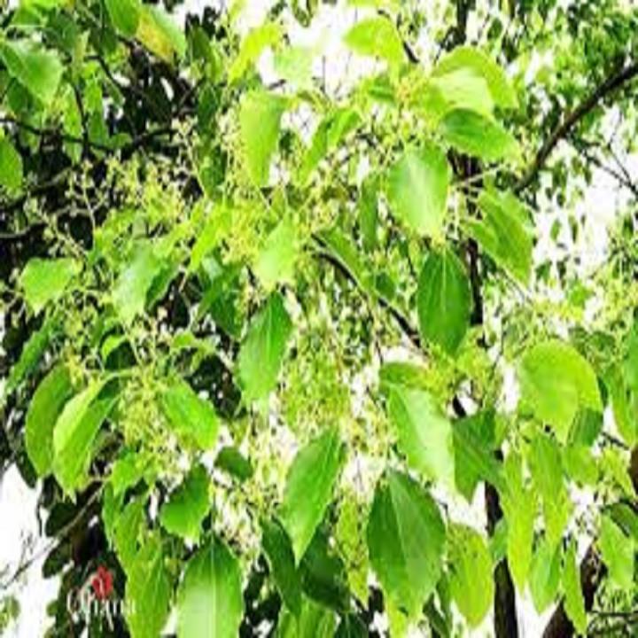 COMBO 2 BẦU CÂY GIỐNG CÂY LONG NÃO