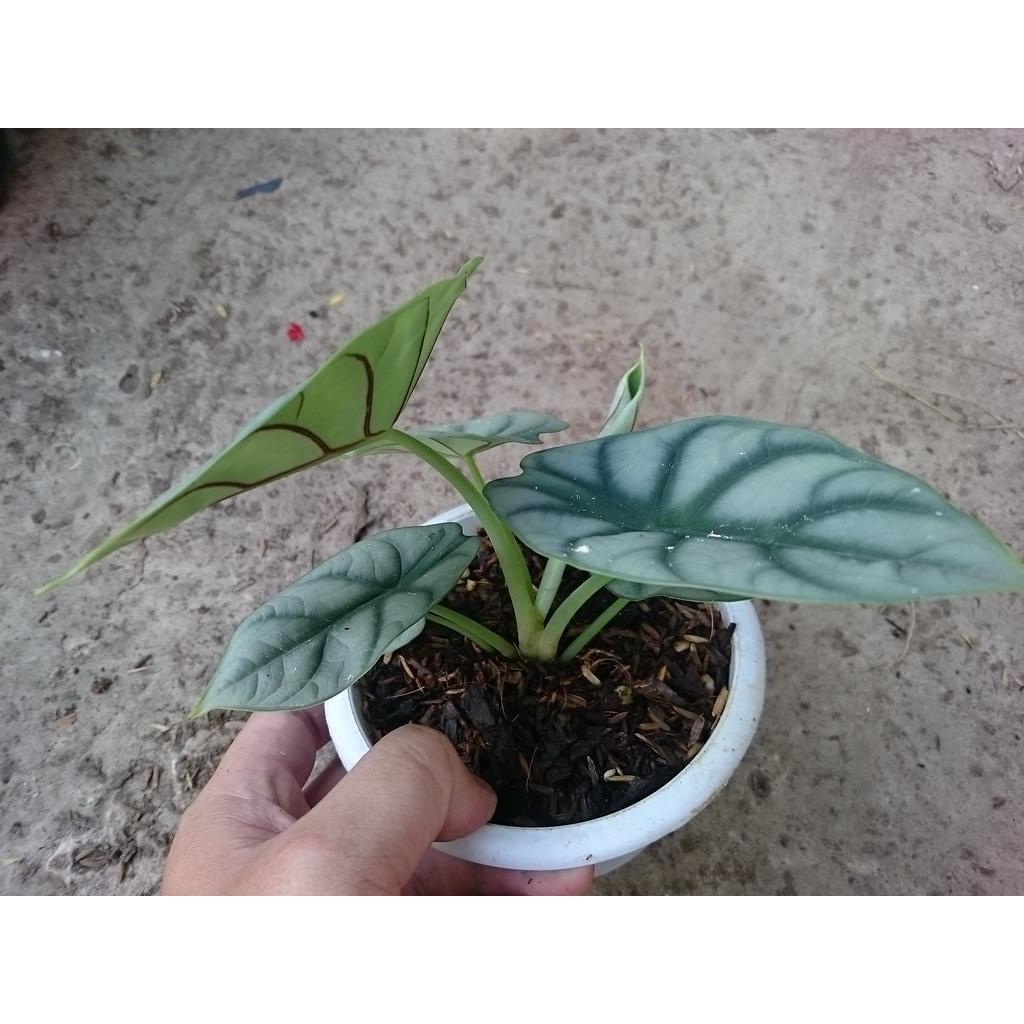 Môn Rồng Bạc ( Alocasia Baginda Silver Dragon ) - cây cảnh để bàn + tặng phân bón cho cây