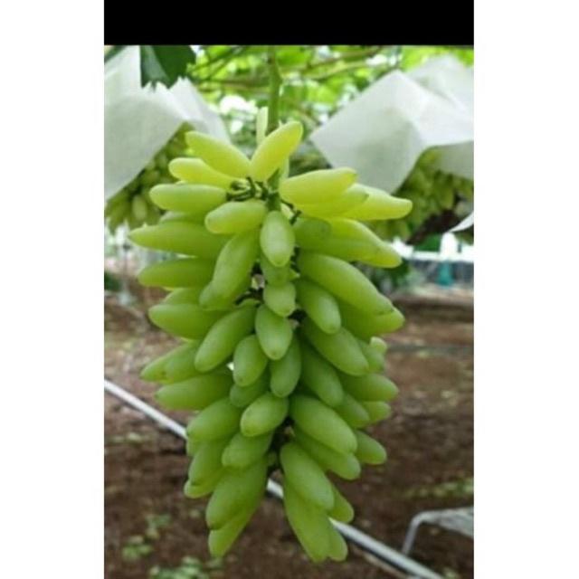 Cây giống nho ngón tay hay nho phù thủy như những ngón tay người.