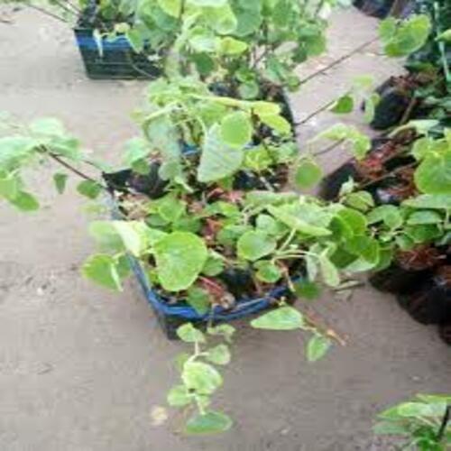 CÂY GIỐNG KIWI LEO GIÀN RUỘT XANH DÒNG QUẢ SỚM, CAM KẾT CHUẨN GIỐNG F1