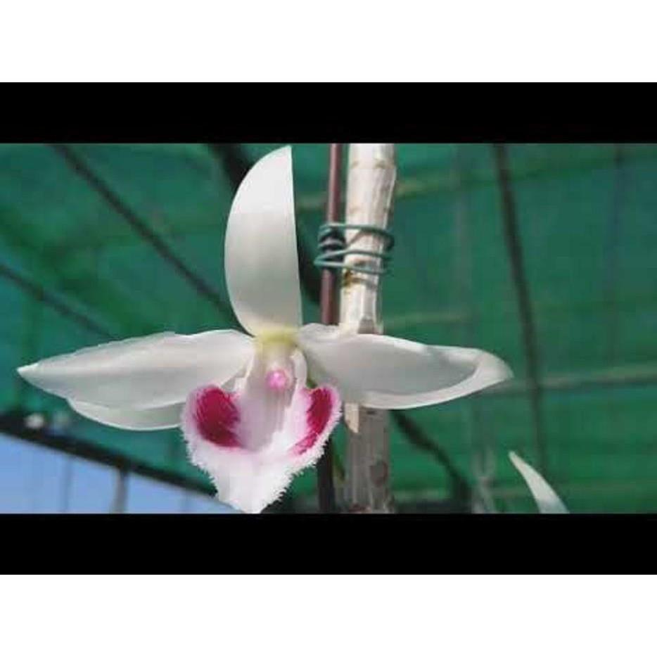 Cốc phi điệp 5 cánh trắng THỦY TIÊN - hàng gieo hạt - hoa xổ số - hoa siêu đẹp giá rẻ