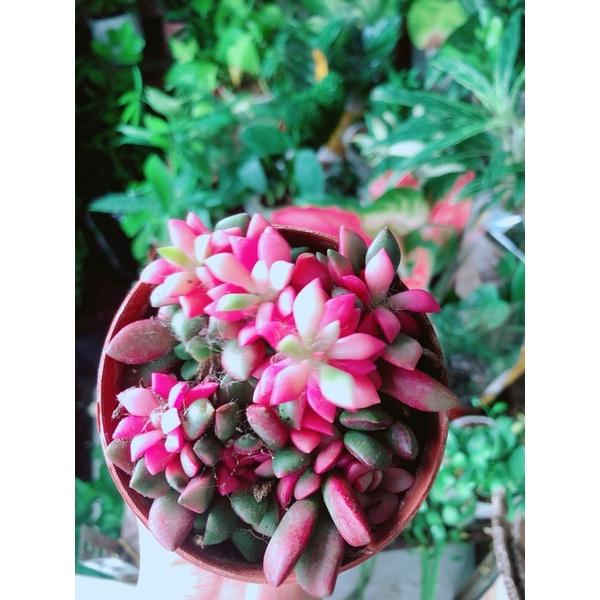 Sen Đá Thạch Đỏ