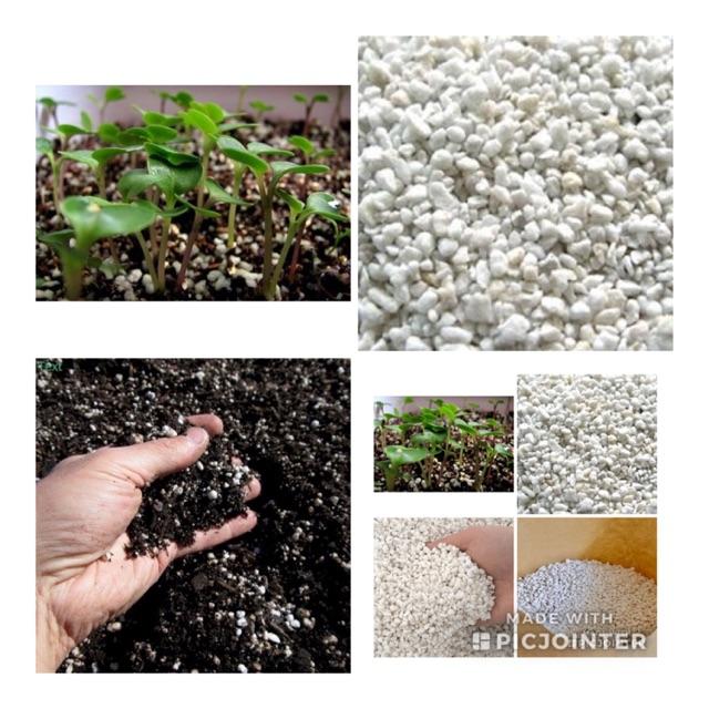 Đá Perlite  chuyên dùng trồng cây chậu