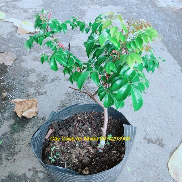 Cây Khế Cho Sai Trái