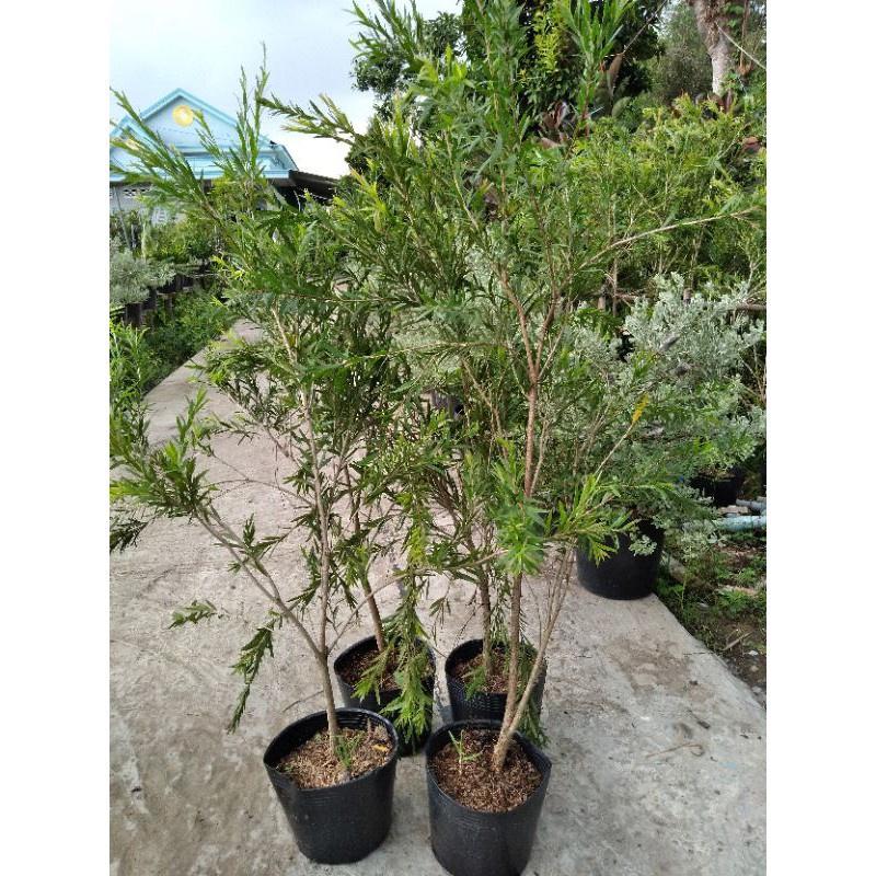 Cây hoa liễu đỏ siêu hoa )- cây nhỏ