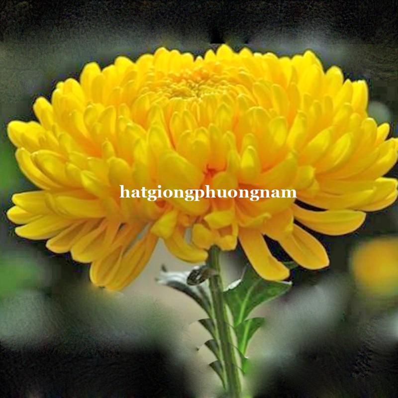 HẠT GIỐNG HOA CÚC VÀNG