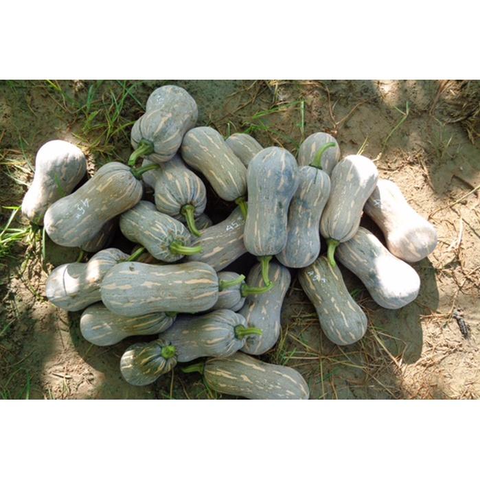 Hạt Giống Bí Đậu AGRISUPER 666 - )