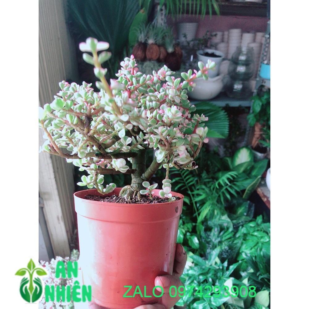 Cây Đô La Thân Cổ Thụ