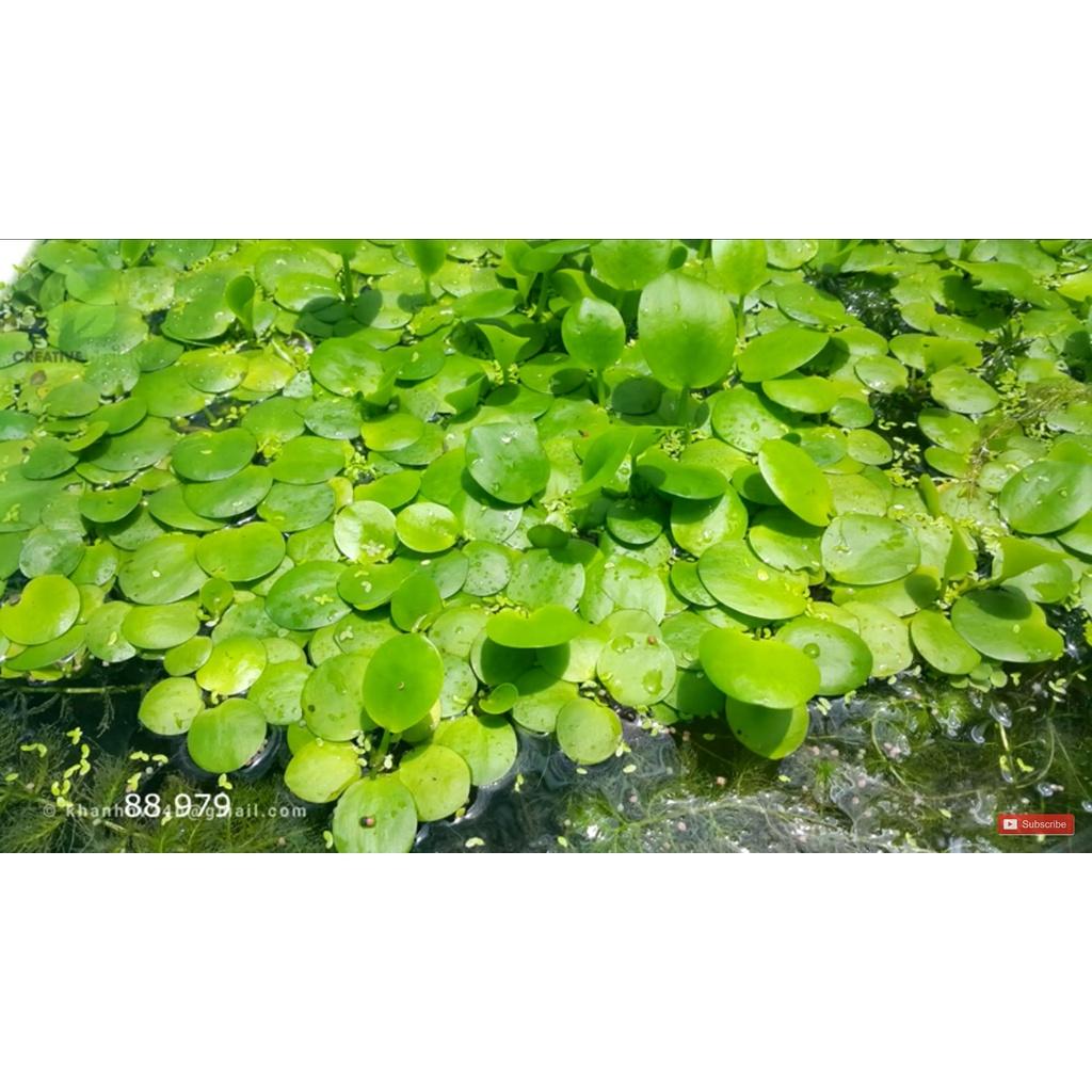 Bèo Nhật dễ trồng 10 cây Bèo thủy sinh - Cây Thủy Sinh - Phụ kiện thủy sinh