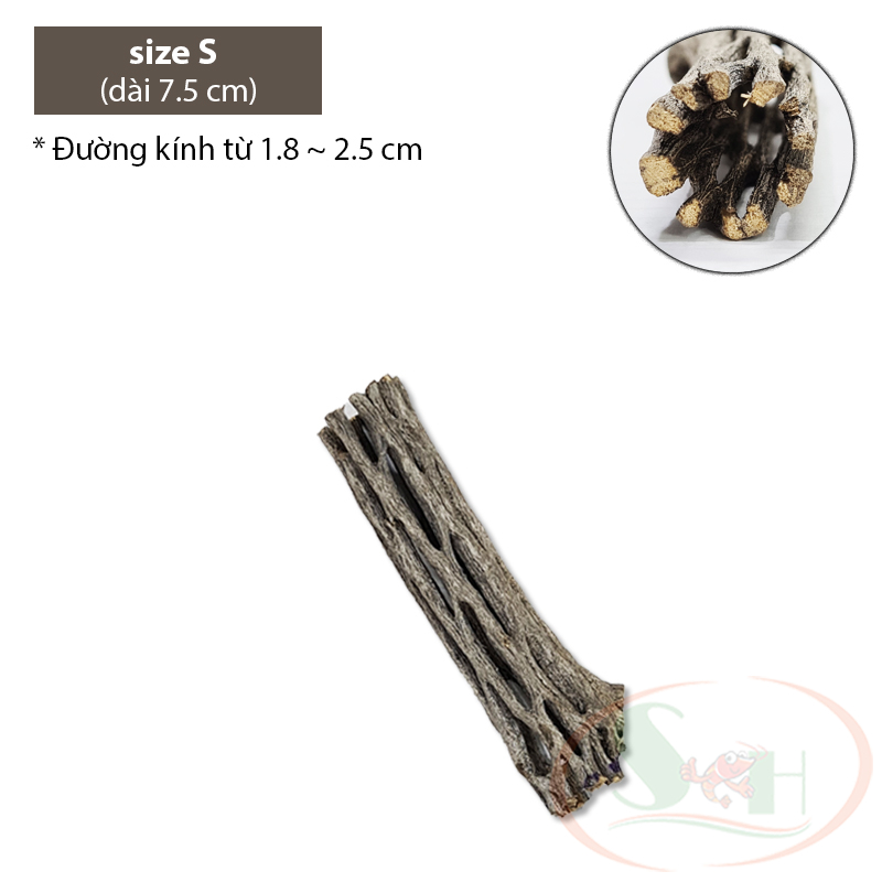 Lũa cholla cactus wood xương rồng staghorn teddy bear đồ chơi trang trí bể cá tép - size L - Dài 15 cm