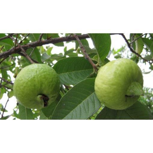 CÂY GIỐNG ỔI KHÔNG HẠT SIÊU NGON SIÊU QUẢ- CAM KÊT GIỐNG CHUẨN F1 + Tặng 01 cây dâu da đất