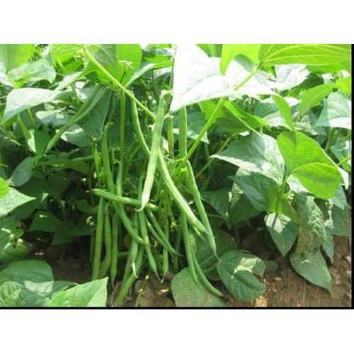 10Gr Hạt Giống Đậu Cove Bụi Lùn