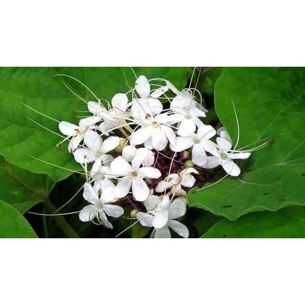 1kg cây hoa bạch đồng nữ khô sạch - hàng nhà làm, thu hái tự nhiên