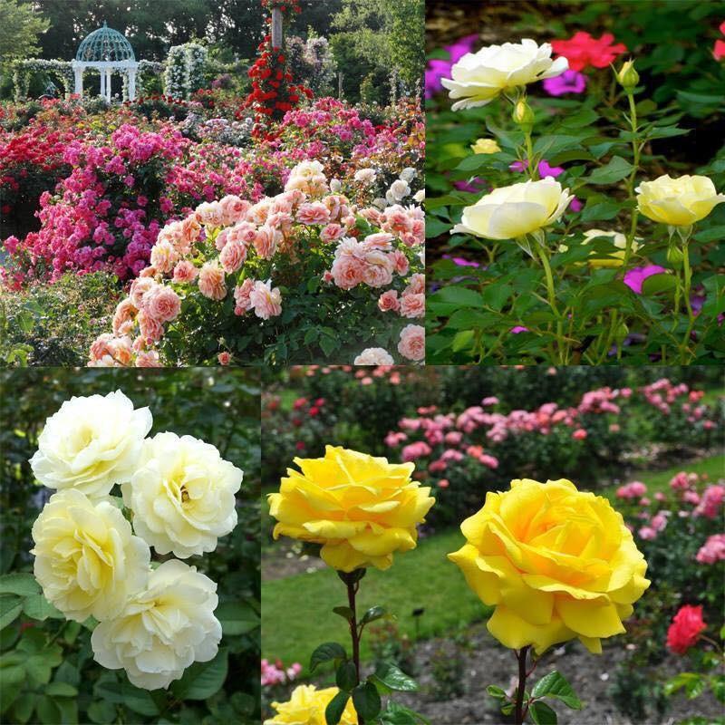 Combo 5 gói hạt giống hoa các loại dễ trồng – tặng 1 phân bón