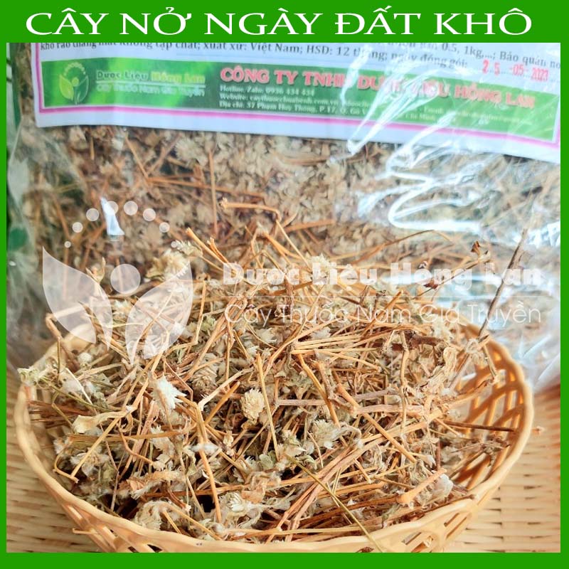 500G Cây Nở ngày đất khô sạch )