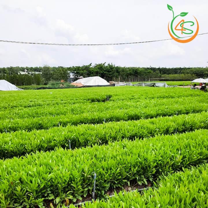 Cây giống Keo Lai