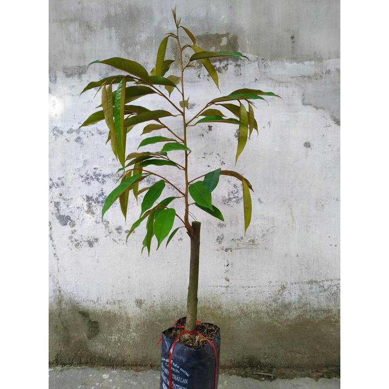 Cây giống SẦU RIÊNG RI6 Bầu to khổng lồ, gốc to ghép 2 năm.