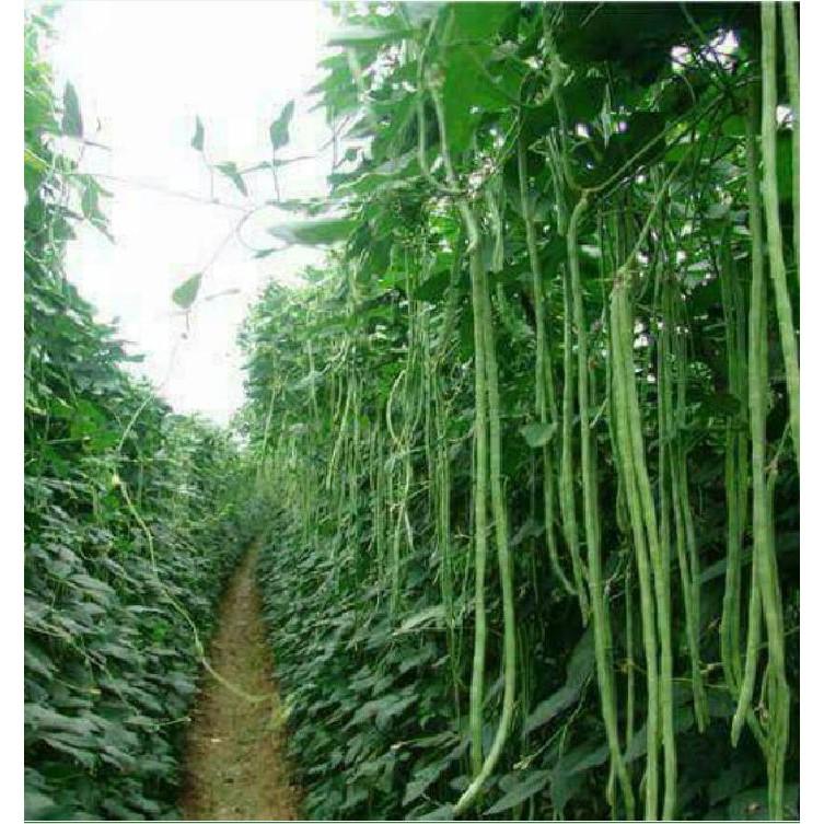 Combo 2 gói hạt giống đậu đũa