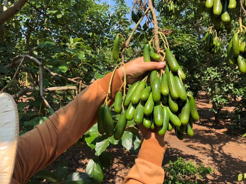 CÂY GIỐNG BƠ SIÊU TRÁI