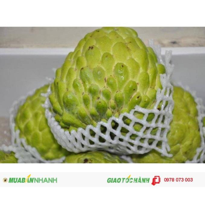 CÂY GIỐNG NA THÁI LAN