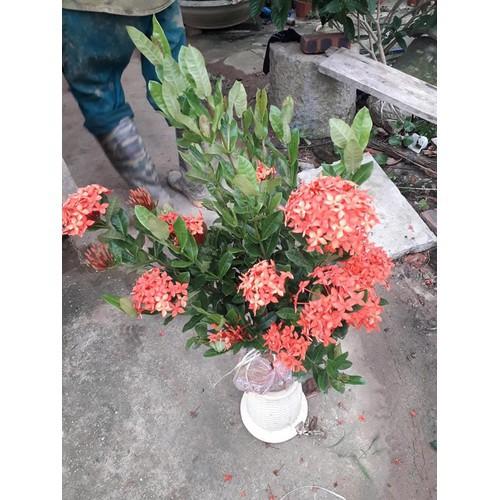 Hoa mẫu đơn đỏ hồng mỹ -bầu cây lớn đang hoa - BCGDHMDHM