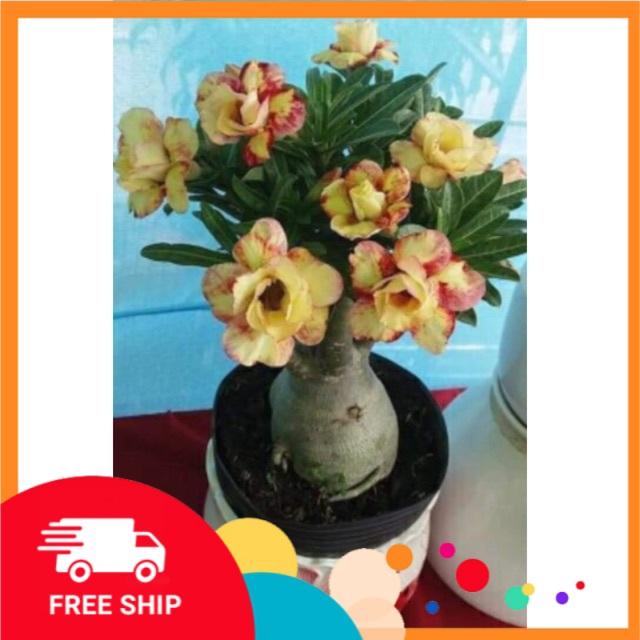 Cây đẹp, Sứ thái giống mới loại siêu hoa
