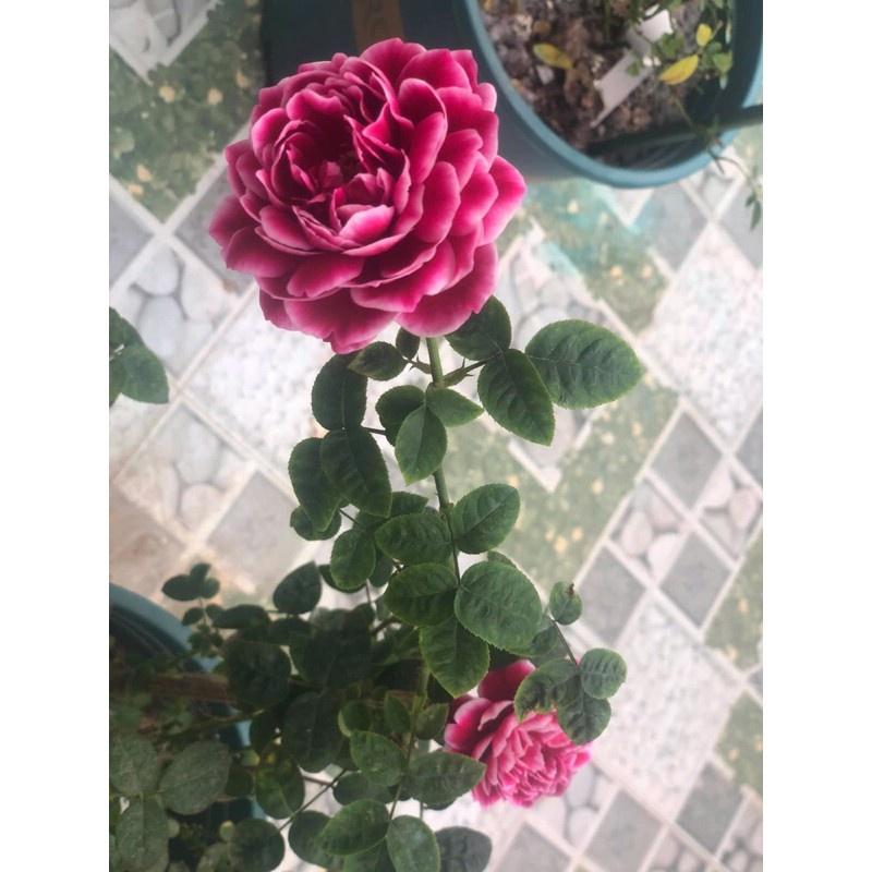 Hoa hồng ngoại Marie 3D tím- bầu to cây lớn trưởng thành