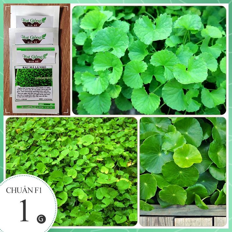 HẠT GIỐNG CÂY RAU MÁ