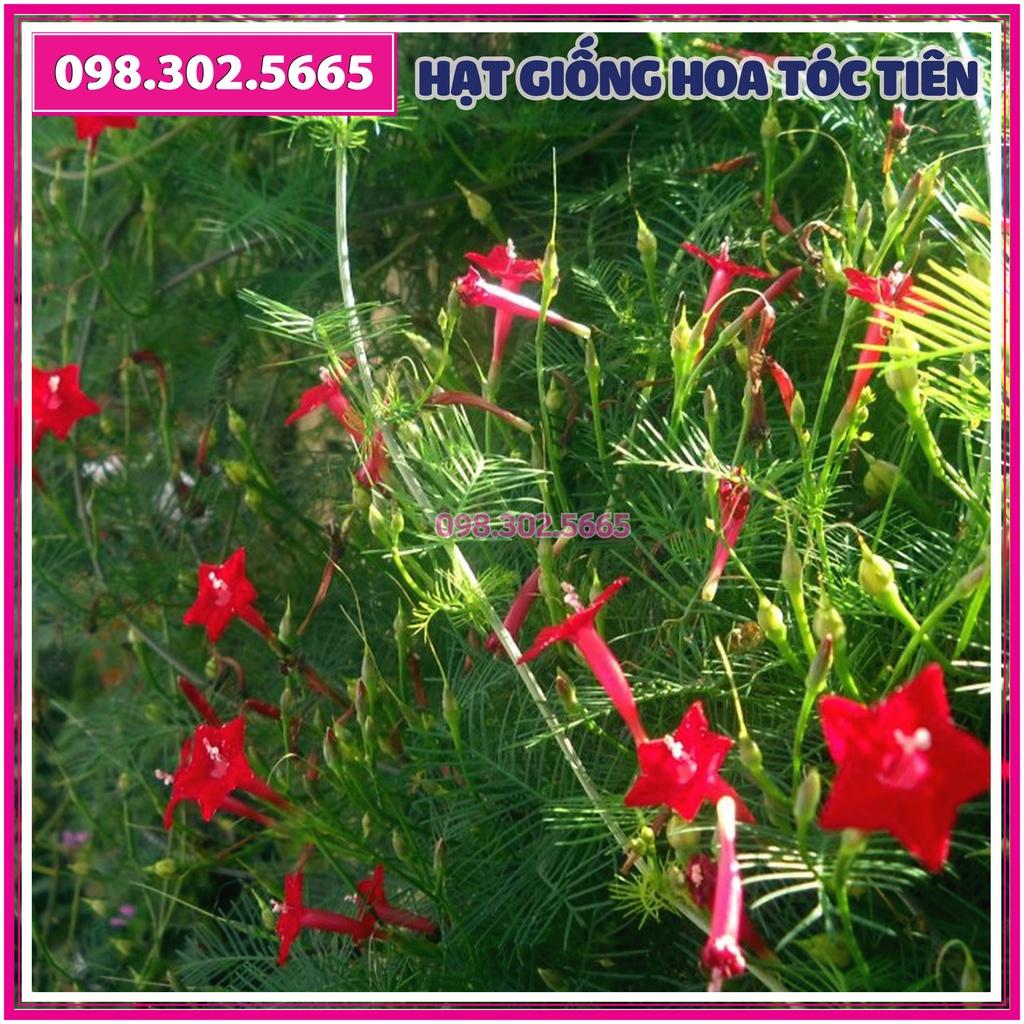 Hạt giống hoa tóc tiên leo giàn mix màu - hạt chất lượng tốt