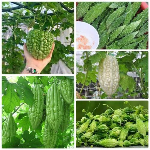 Combo 5 loại hạt giống khổ qua – 5 gói – tặng 1 phân bón