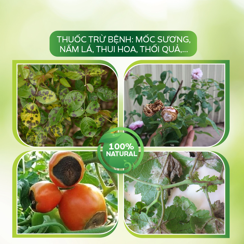 Chế Phẩm Trừ Nấm Bệnh Sinh Học Phổ Rộng Trị Bệnh Thối Rễ, Thối Thân, Nấm Quả, Thán Thư, Sương Mai- Vaccino Can 500ml