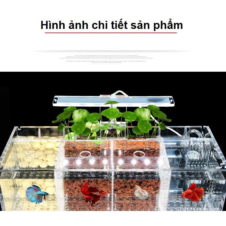 Hộp acrylic nuôi cá chọi betta 4 ngăn trong suốt