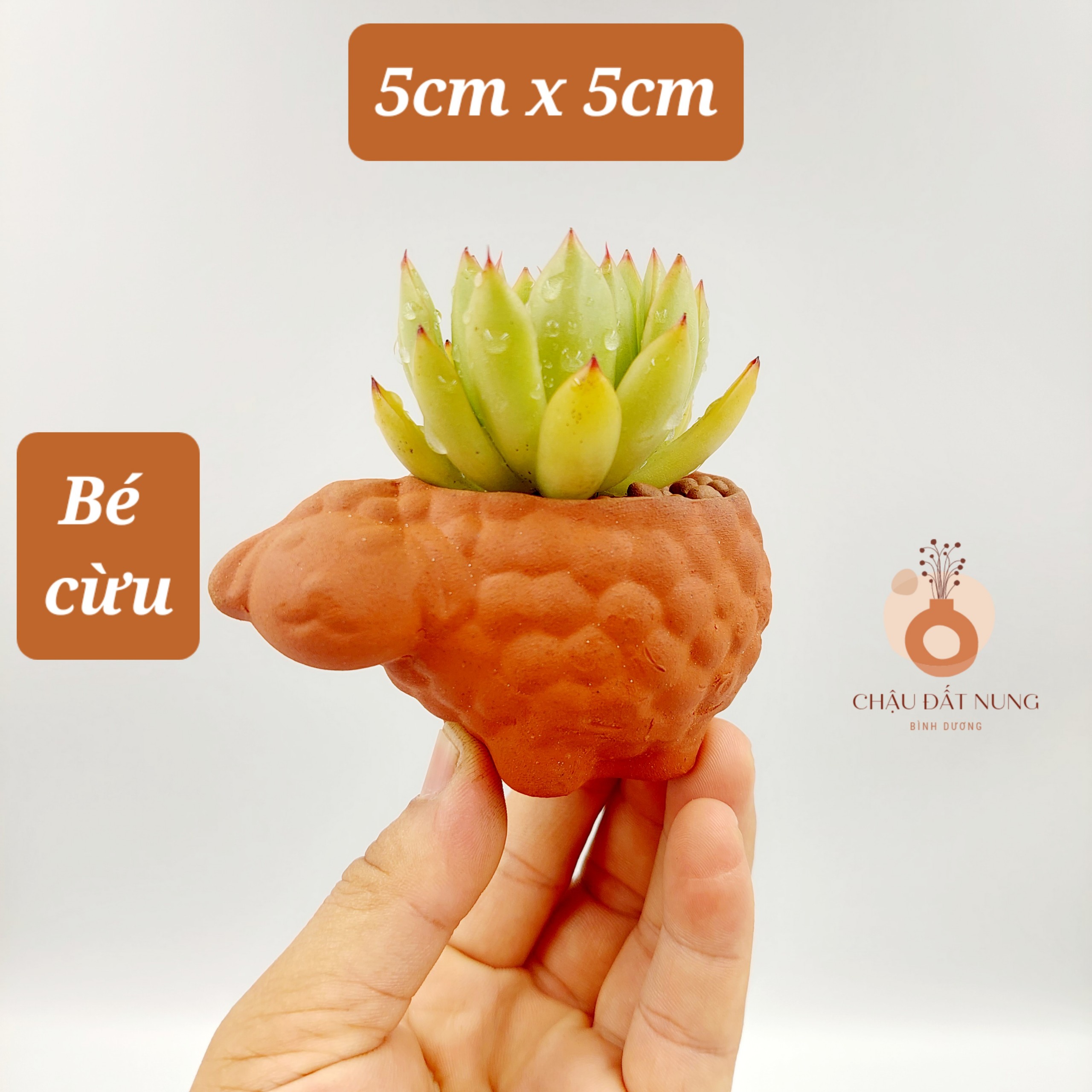 Chậu đất nung, chậu sen đá - Bé cừu, miệng chậu 5cm, chiều cao 5cm