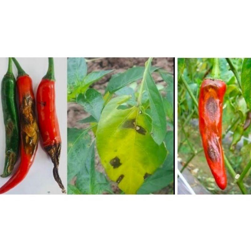 Thuốc trừ bệnh cây Alfamil - Alfamin. Trị bệnh chết cây con, thối rễ, thối hoa quả, chết nhanh trên dưa cà chua hồ tiêu